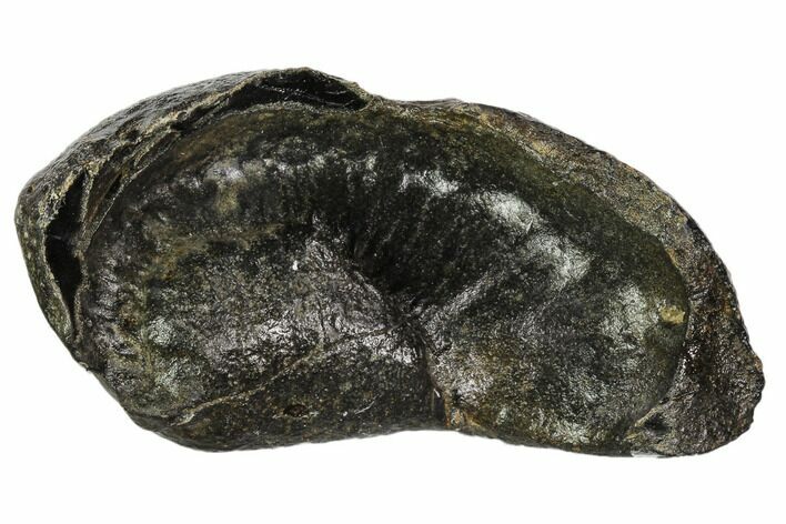 Fossil Whale Ear Bone - Miocene #109263